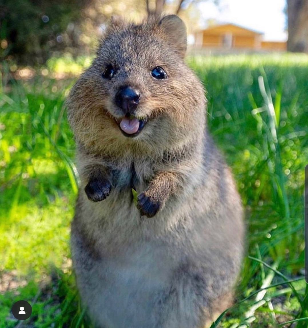 another quokka blup | Scrolller