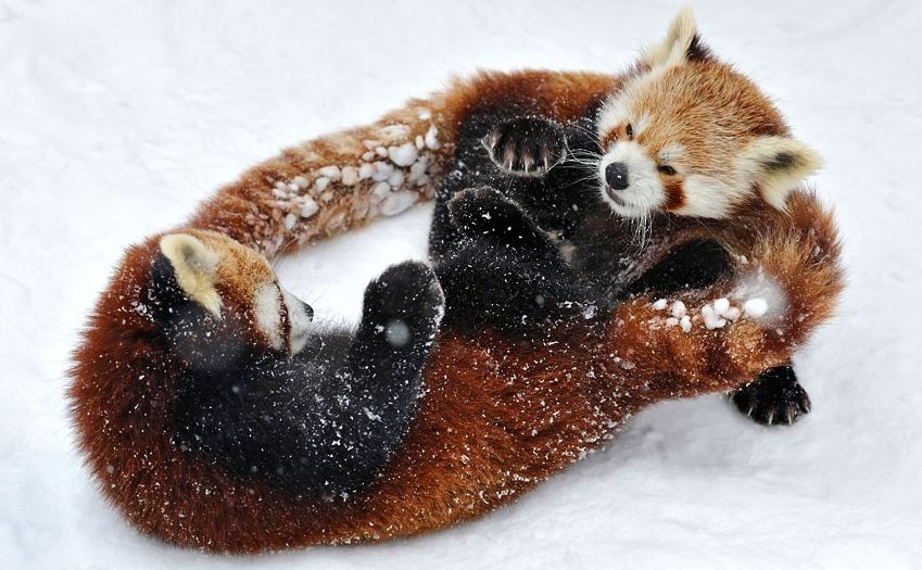 Cute Red Panda In Snow