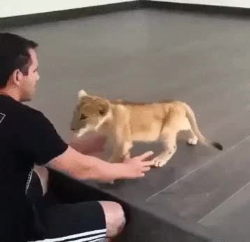 Young lion Gif ^_^ | Scrolller